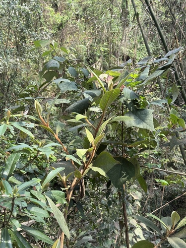 Callicarpa kochiana, photograph 4