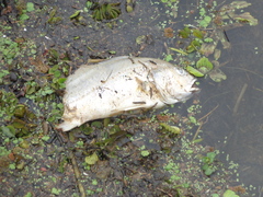 Plagioscion ternetzi