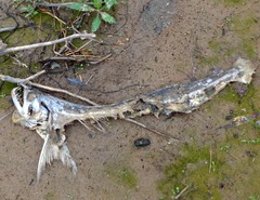 Rhaphiodon vulpinus