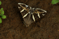 Grammodes pulcherrima