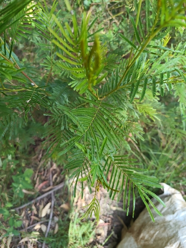 Acacia parramattensis, photograph 6