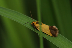 Acontia thapsina