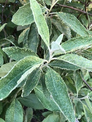 Eriophyes plucheae