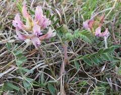 Astragalus plattensis
