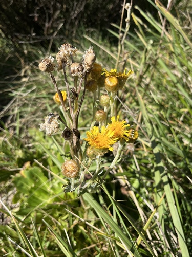 Podolepis robusta observed 2026-04-17