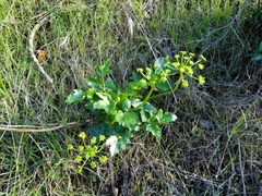 Tauschia arguta