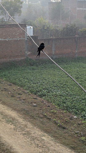 Black Drongo