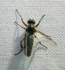 Bibio femoratus