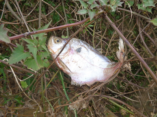Roeboides microlepis