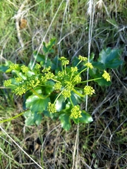 Tauschia arguta