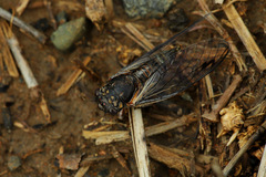 Cicadettinae