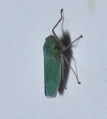 Draeculacephala inscripta