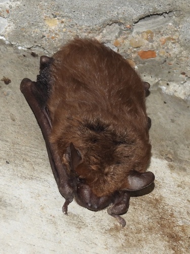 Big Brown Bat observed by ptcrawford