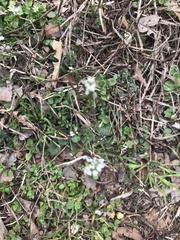 Cochlearia officinalis