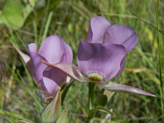 Calochortus nitidus
