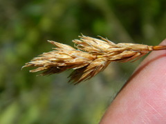 Carex petasata