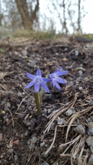 Scilla sardensis