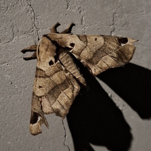 Lined Apatelodes