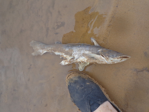 Manduba, Slopehead catfish