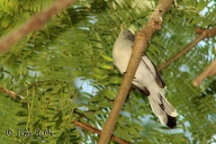 Polioptila nigriceps