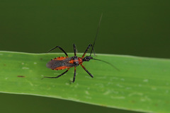 Trachylestes aspericollis