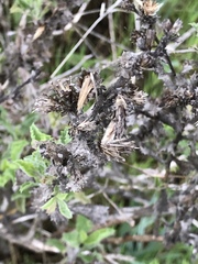 Hazardia squarrosa grindelioides