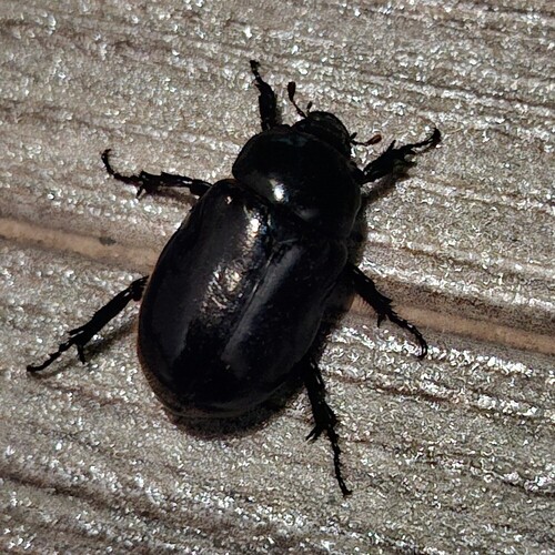Ancognatha scarabaeoides