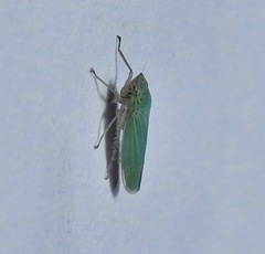 Draeculacephala inscripta