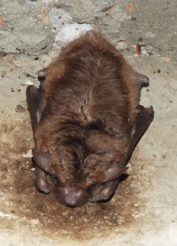 Big Brown Bat observed by ptcrawford