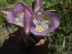 Calochortus nitidus