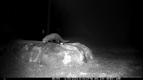 Fisher observed by automateddungeon