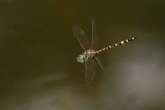 Hemicordulia intermedia