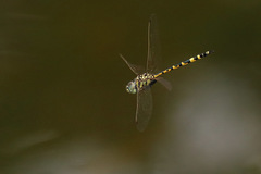 Hemicordulia intermedia