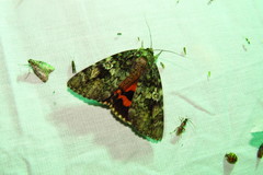 Catocala ilia-complex