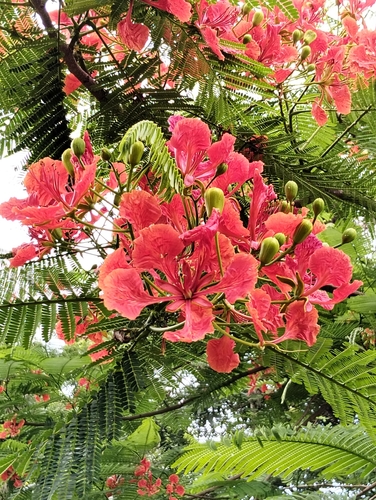 Flamboyant