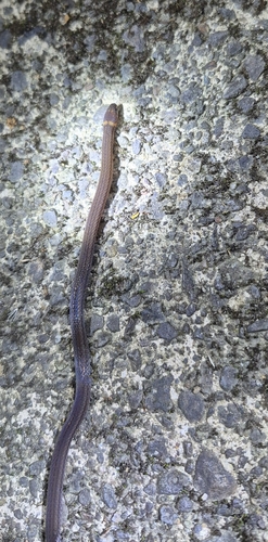 Günther's Tropical Ground Snake
