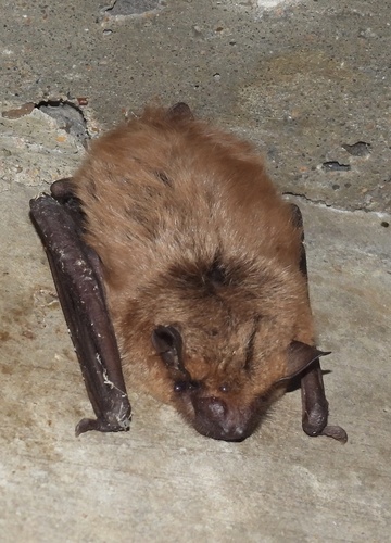 Big Brown Bat observed by ptcrawford