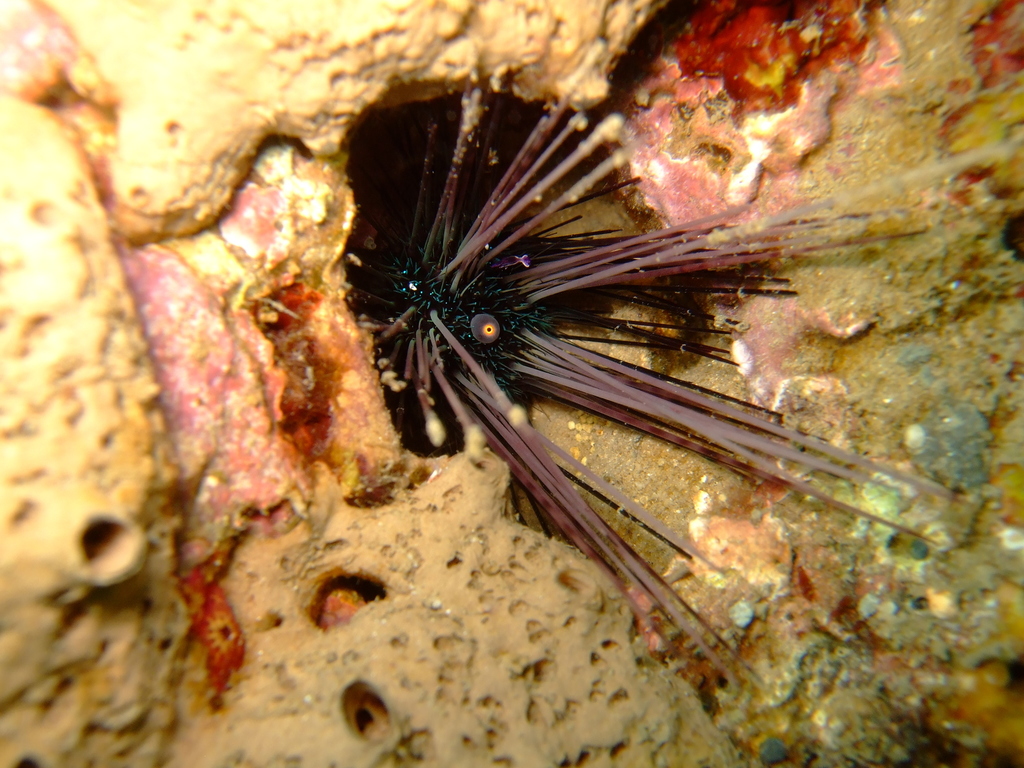 Si l'image tarde � s'afficher, cliquez sur le lien