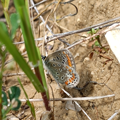 Austaut's Blue