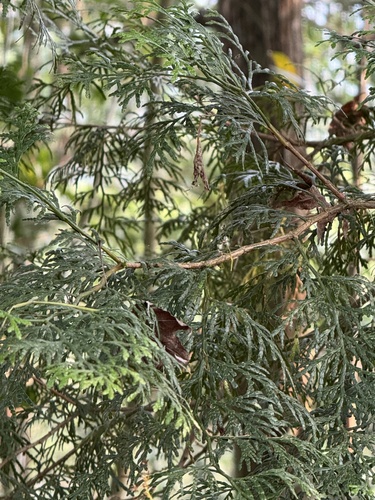 Calocedrus formosana, photograph 1