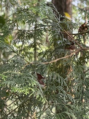 Calocedrus formosana