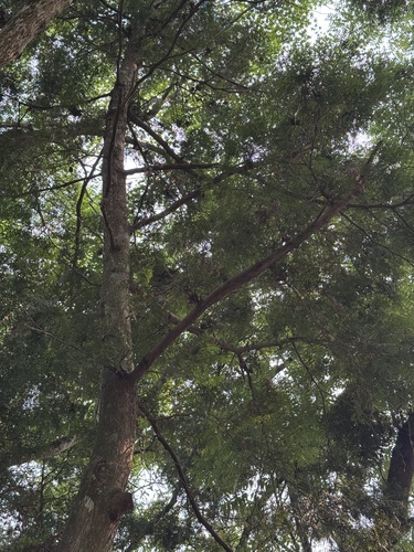 Calocedrus formosana, photograph 2