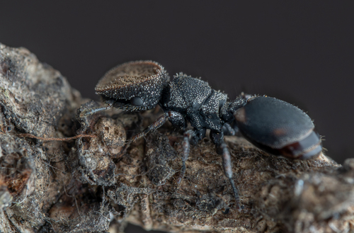Cephalotes setulifer