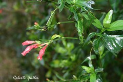 Ruellia angustiflora