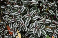 Tradescantia zebrina zebrina