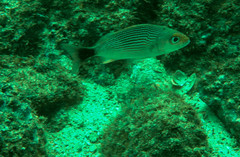 Haemulon maculicauda