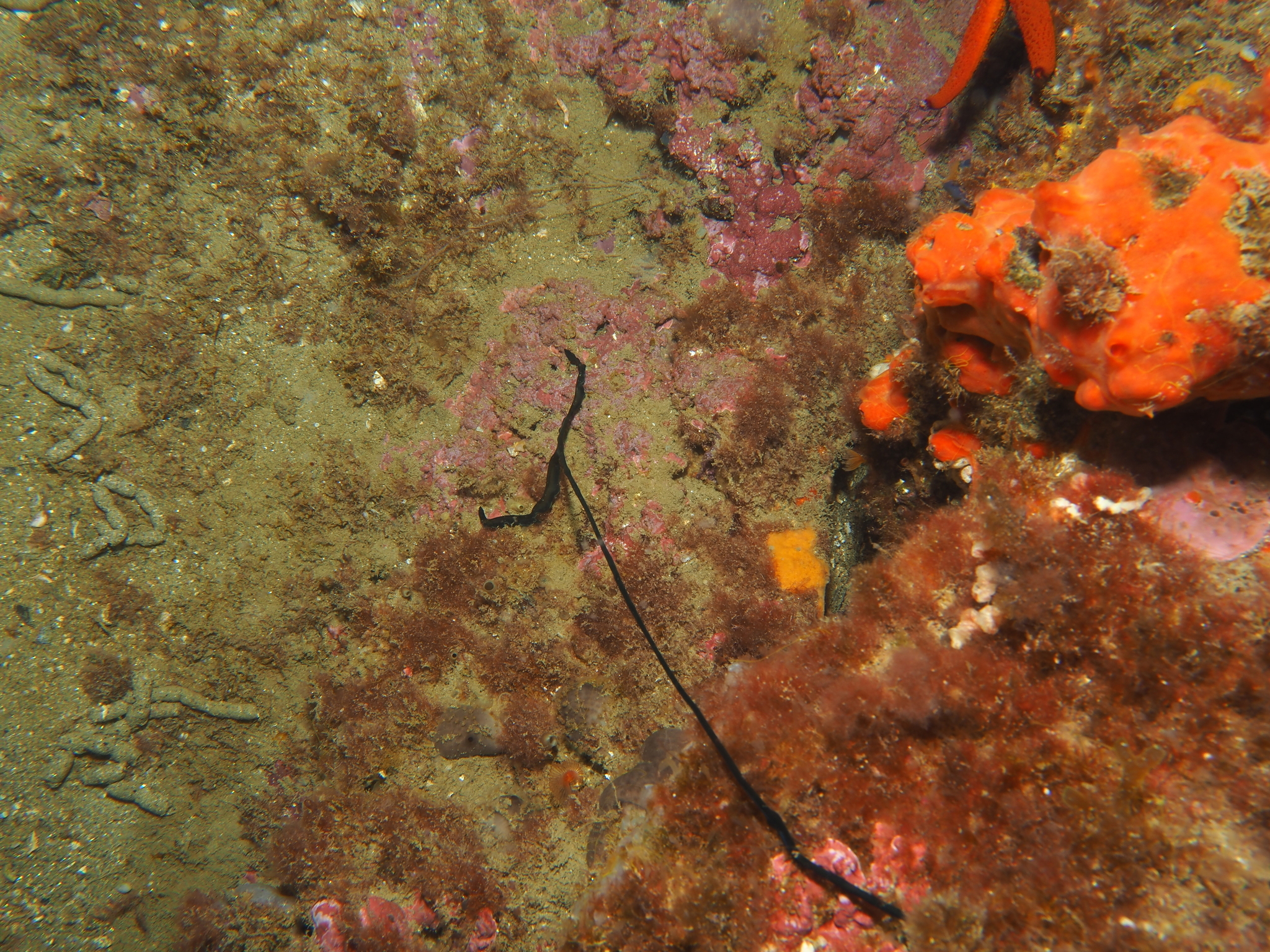 Bonellia viridis Rolando, 1822