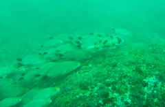 Haemulon maculicauda