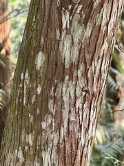 Calocedrus formosana, photograph (c) chrisdt, some rights reserved (CC BY)