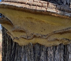 Inocutis tamaricis